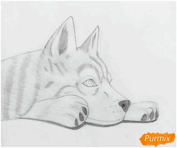 Рисуем лежащего голубоглазого щенка хаски - шаг 7