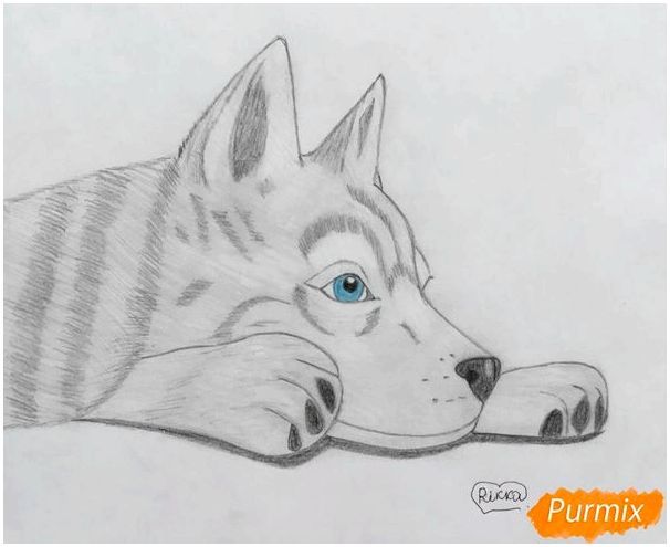 Рисуем лежащего голубоглазого щенка хаски - шаг 8