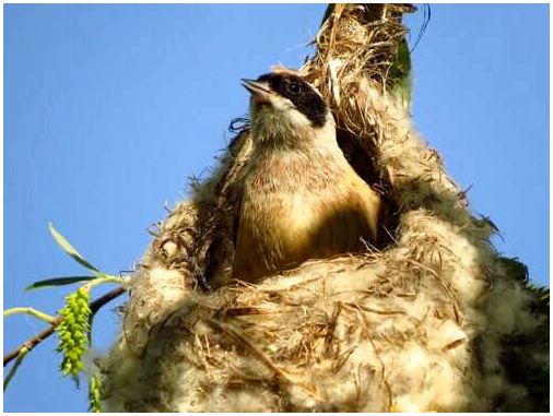Как птицы действительно строят свои гнезда?