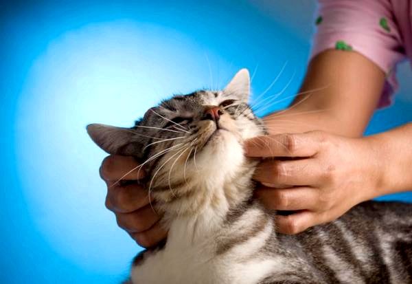 Как сделать кошке массаж - Как сделать кошке расслабляющий массаж