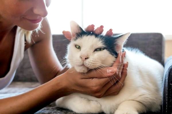 Как сделать массаж кошке: разработайте массаж своей кошки