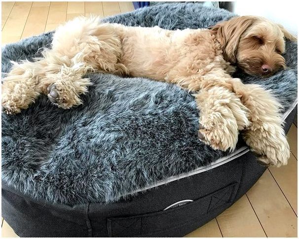 лежак для собаки