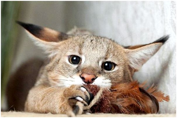 Чаузи - одна из самых дорогих кошек мира