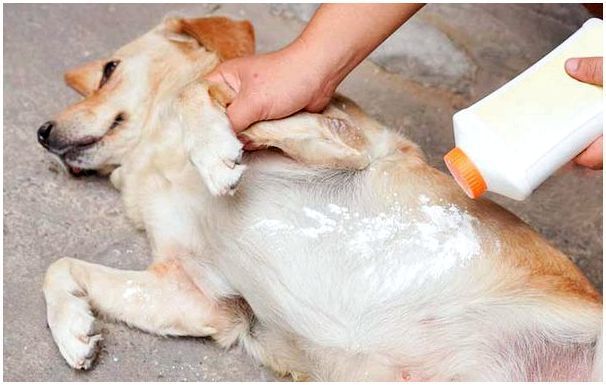 Порошок от блох для собак можно заказать в ветеринарной клинике