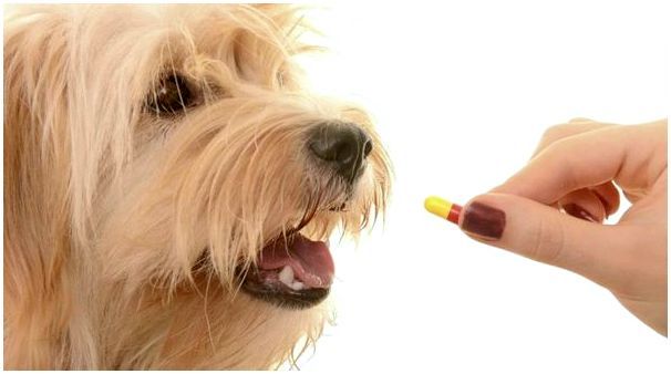 Вред таблеток от течки для собак 