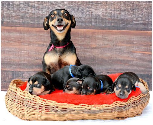 Когда в животном много счастья: чем кормить беременную собаку и после родов?