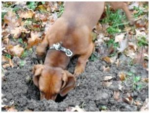 Собака ест свой кал какие нужны витамины thumbnail