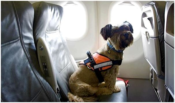 Каких собак можно, а каких нельзя перевозить в самолетах?