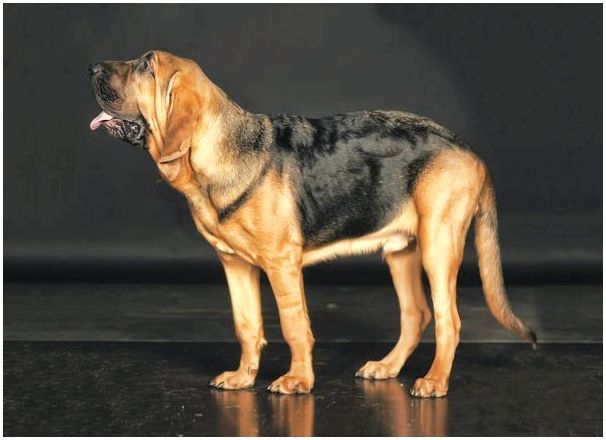 Породы собак похожие на шарпея породы