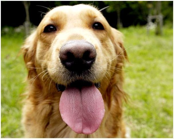 Порода собаки золотистый ретривер фото щенки