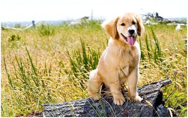 Порода собаки золотистый ретривер фото щенки