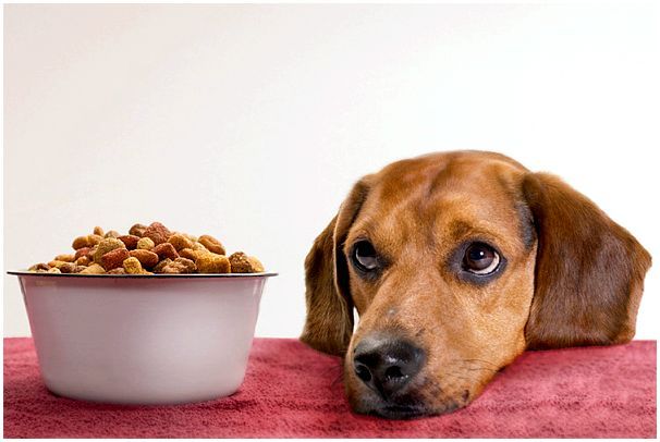 Кормление собак сухим кормом и натуральной едой thumbnail