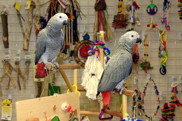 Лучшие игрушки для попугаев: Типы игрушек для попугаев