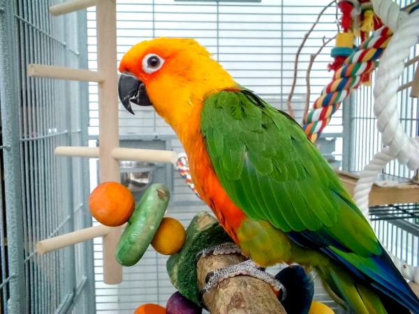 Лучшие игрушки для попугаев: как подарить новую игрушку