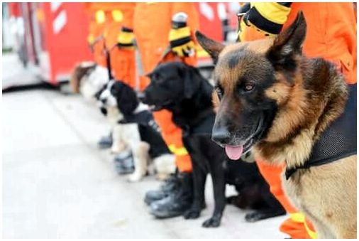 Линия спасательных собак.