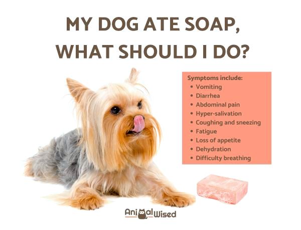 Моя собака съела мыло - что мне делать?