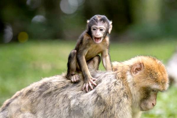 Можете ли вы иметь обезьяну в качестве домашнего животного? - Обезьяны в неволе и влияние на поведение.