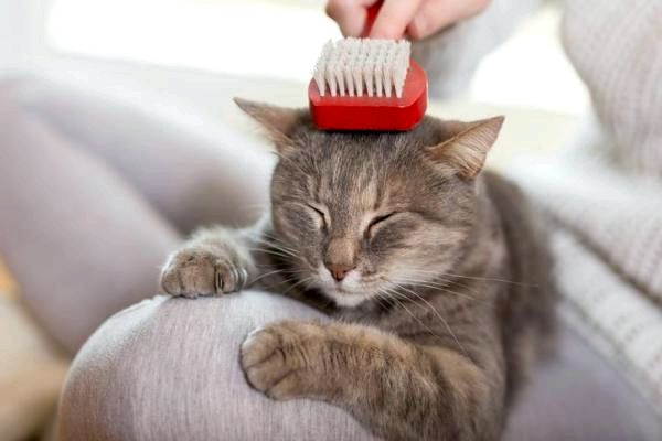 Можете ли вы использовать собачий шампунь на кошку? - важность кожи.