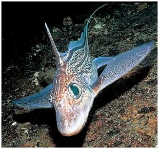 Необычная рыба: химера глубокого моря