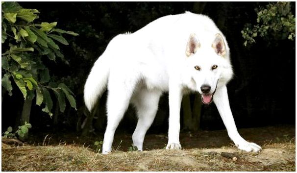 Новая порода собак похожая на волка thumbnail