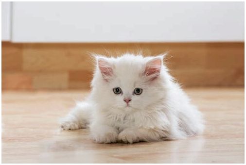 Белый кот лежал на полу.