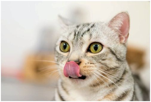 Откройте для себя кошку, которая лечит вашего кошачьего друга, который наверняка полюбит