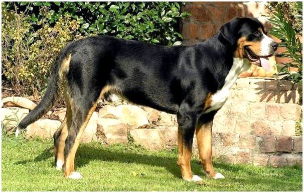 Зенненхунд-собака-Описание-особенности-виды-цена-и-уход-за-породой-зенненхунд-7