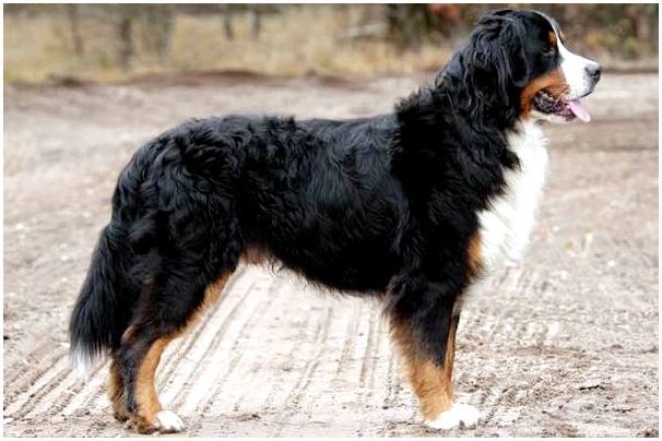 Зенненхунд-собака-Описание-особенности-виды-цена-и-уход-за-породой-зенненхунд-5