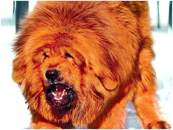 Порода собак азиатский мастиф фото