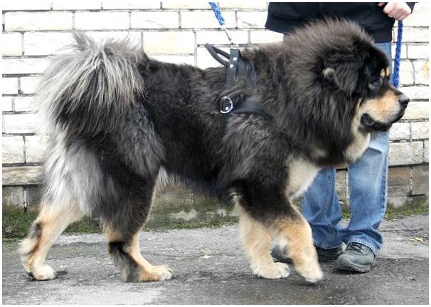 Порода собак азиатский мастиф фото