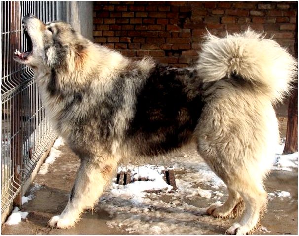 Порода собак кавказец фото щенки