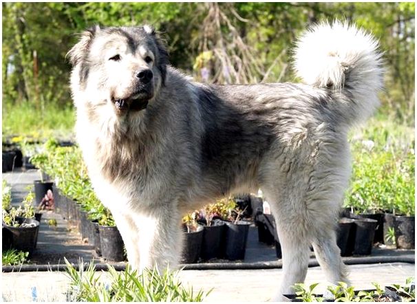 Породы собак с фотографиями кавказская