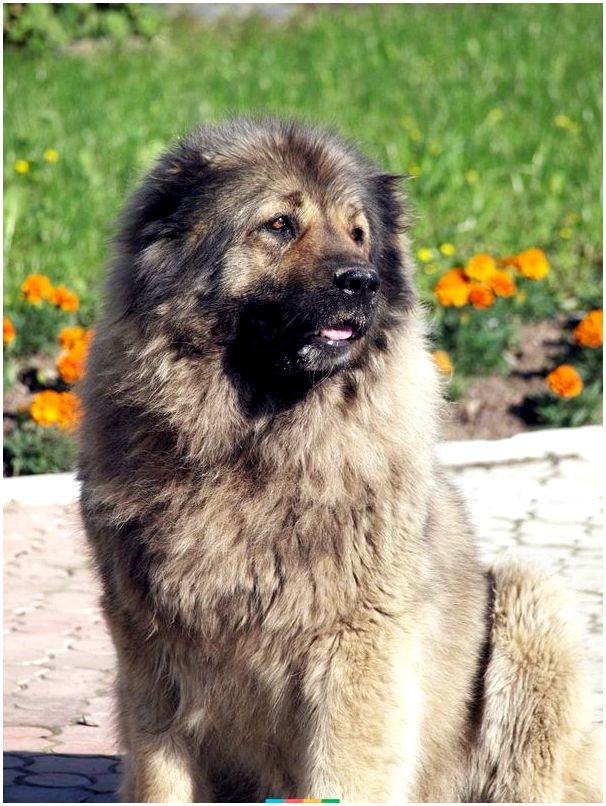 Породы собак с фотографиями кавказская