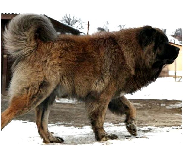 Фотографии собак кавказской породы