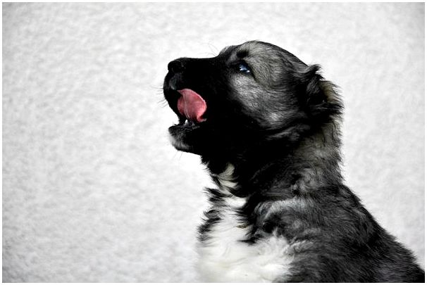 Порода собак кавказец фото щенки