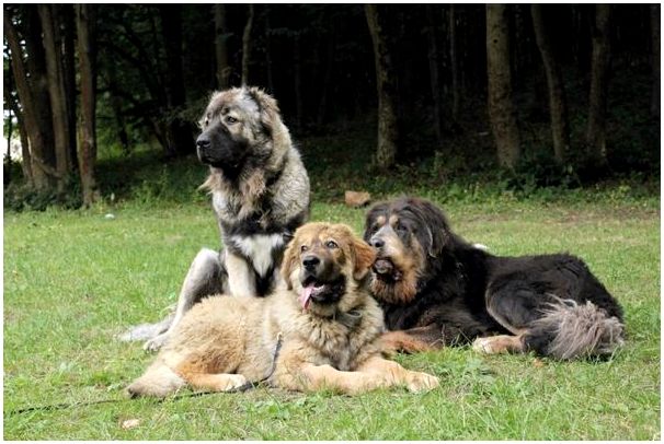 Фотографии собак кавказской породы