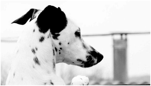 Фото пород собак долматинец