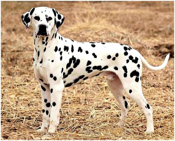 Порода собак которая похожа на далматинца с фото
