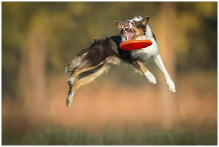 Порода собак которая высоко прыгает thumbnail