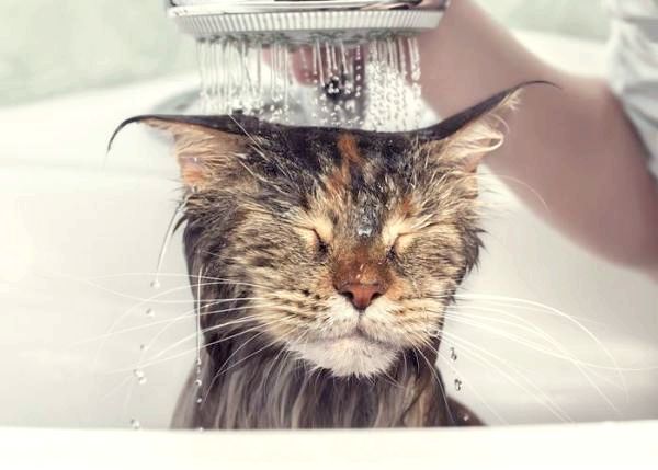Породы кошек, которые любят воду - большие кошки, которые любят воду: мейн-кун