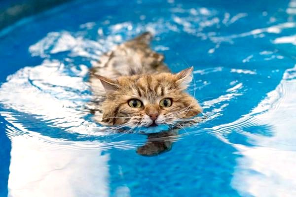 Породы кошек, которые любят воду - Породы кошек, которые плавают: сибирские кошки