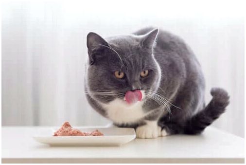 Счастливый кот наслаждается своей едой.