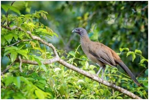 Rufous проветриваемая Chachalaca: птица из тропиков