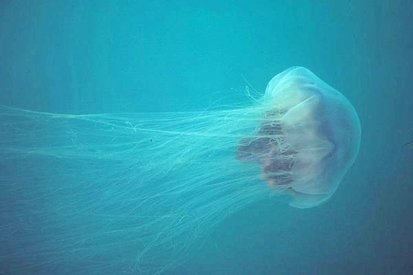 Самая большая в мире медуза - львиная грива