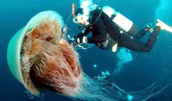 Крупнейшая в мире медуза - Среда обитания медузы с львиной гривой