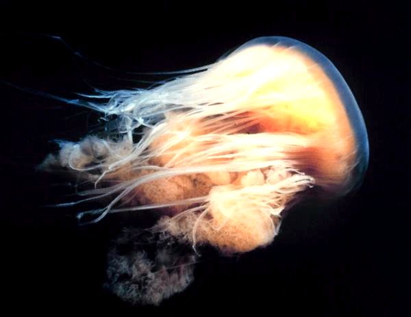 Крупнейшая медуза в мире: поведение и размножение львиной гривы медузы