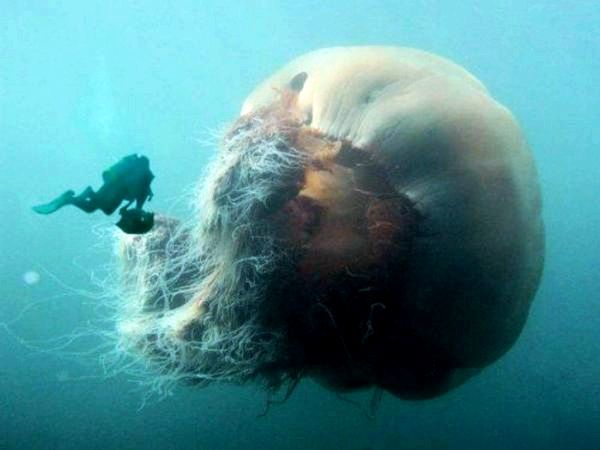 Самая большая в мире медуза: интересные факты о самой большой в мире медузе