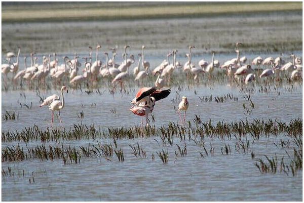 Фламинго стоят в озере, которое является частью сети Natura 2000.