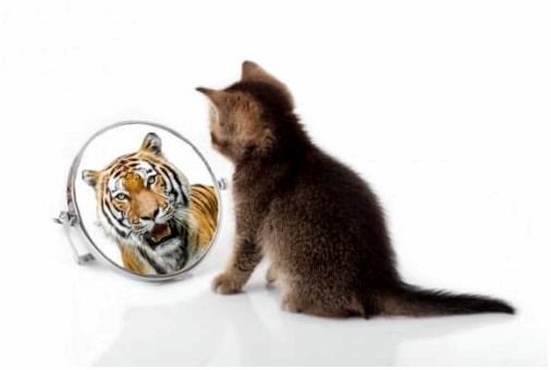 Сходство кошек и тигров