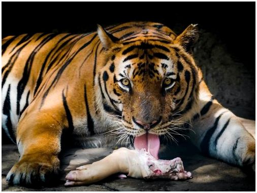 Тигр ест мясо.